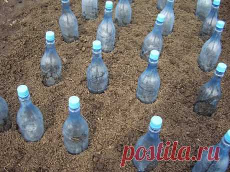 Пластиковые бутылки по всему огороду? Зачем это?