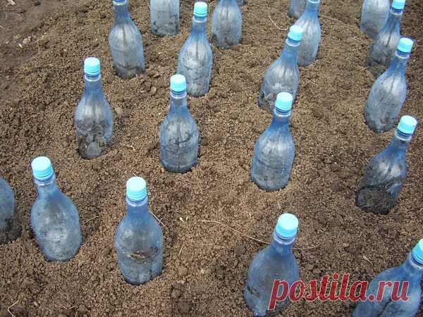 Пластиковые бутылки по всему огороду? Зачем это?