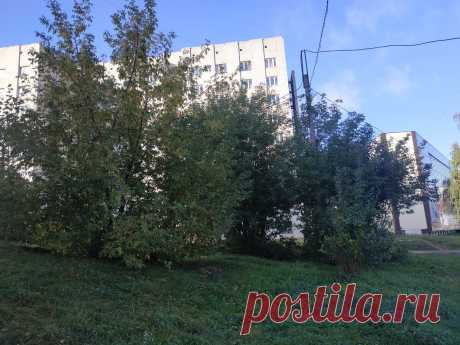 Дерево-убийца – самое опасное растение наших городов | Группа изданий "Красные Зори" | Яндекс Дзен