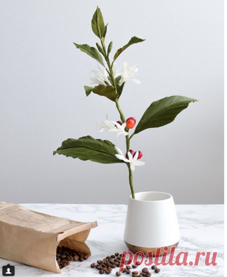 Anna Chedid в Instagram: «🇧🇷Um galho de café para presentear O alguém da minha vida, também conhecido como meu marido @brunoportnoy ! 🌱🖤☕️ 🇺🇸 A coffee branch to gift…»