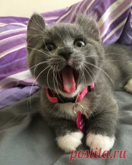 Хочу молочка !