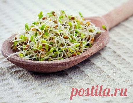 Выращиваем проростки
100% пользы!

Вот восемь разновидностей проростков, которые помогут встретить весну здоровой и красивой.

1. Чечевица
Зачем есть? Главный козырь чечевичных проростков – витамин С: на 100 г примерно 65 мг аскорбинки (против 50 г в апельсине). Поэтому пророщенная чечевица отлично подходит для профилактики гриппа и ОРВИ. Кроме того, эти проростки повышают уровень гемоглобина в крови, а значит, дарят нам активность и работоспособность.

Как есть? Добавлять...