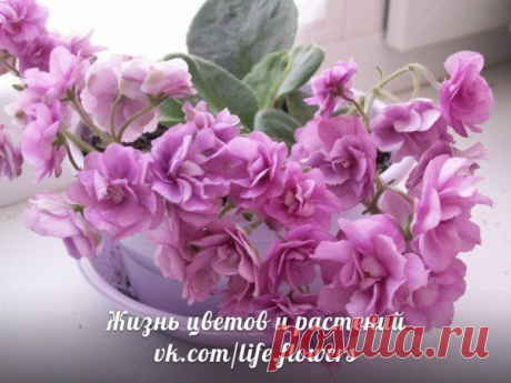 Естественное освещение фиалок.