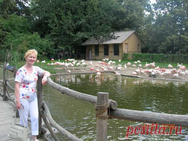 Розовые фламинго