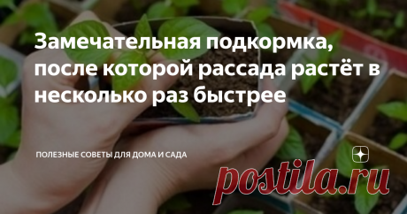 Замечательная подкормка, после которой рассада растёт в несколько раз быстрее Добрый день всем!
Сегодня хочу Вам рассказать ещё один рецепт подкормки для Вашей любимой рассады. Также я недавно писала статью о восстанавливающей подкормке для рассады, обязательно прочитайте.
Для приготовления подкормки нам понадобится яичная скорлупа. Предварительно её нужно помыть. Также понадобится ёмкость с 1,5 литрами воды. В воду отправляем скорлупу 5 яиц (можно даже не измельчать).