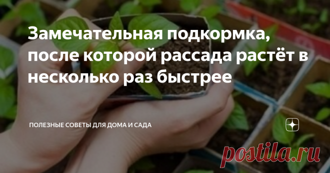 Замечательная подкормка, после которой рассада растёт в несколько раз быстрее Добрый день всем!
Сегодня хочу Вам рассказать ещё один рецепт подкормки для Вашей любимой рассады. Также я недавно писала статью о восстанавливающей подкормке для рассады, обязательно прочитайте.
Для приготовления подкормки нам понадобится яичная скорлупа. Предварительно её нужно помыть. Также понадобится ёмкость с 1,5 литрами воды. В воду отправляем скорлупу 5 яиц (можно даже не измельчать).