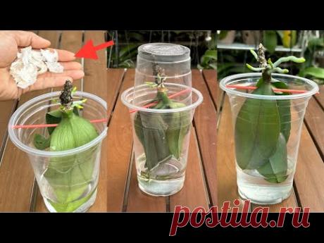 Не выбрасывайте его, потому что он помогает орхидее без корней восстановиться без увядания листьев