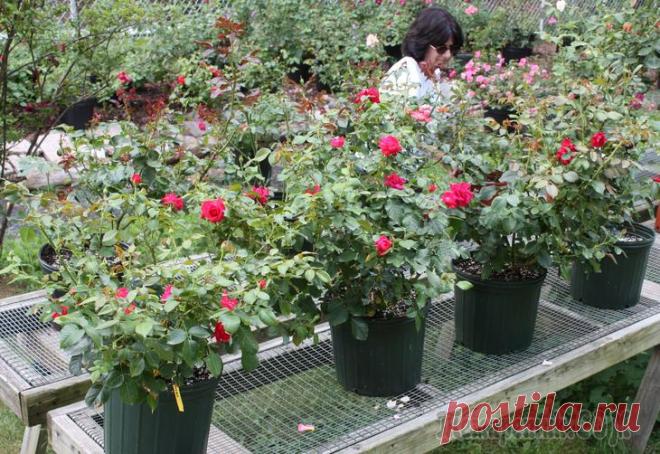 Розы в контейнерах – выбор емкости и особенности ухода за растением В контейнерах можно выращивать почти любые розы, которые любят тепло и хуже развиваются в открытом грунте. Цветоводы отдают предпочтение миниатюрным сортам, но штамбовые и плетистые розы тоже хороши в...