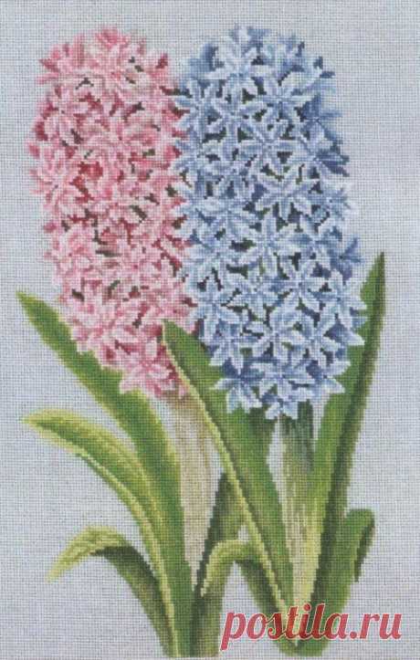 ​Восхитительные гиацинты