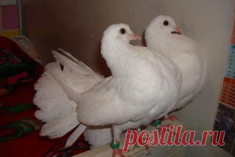 Двойняшки...