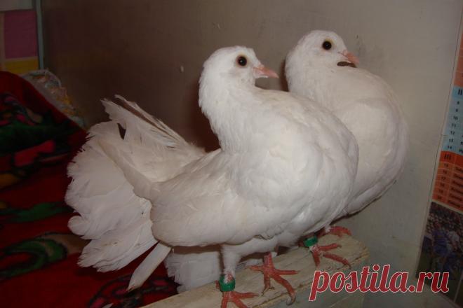 Двойняшки...