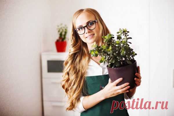 Как ухаживать за денежным деревом - Комнатные растения - уход за комнатными растениями - Дом - IVONA - bigmir)net - IVONA