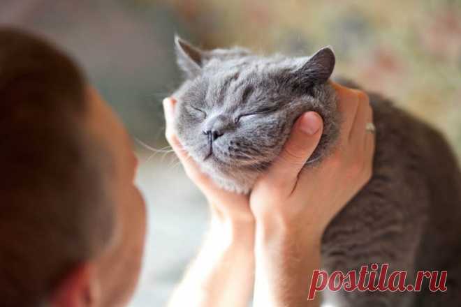 5 основных ошибок в уходе за кошками