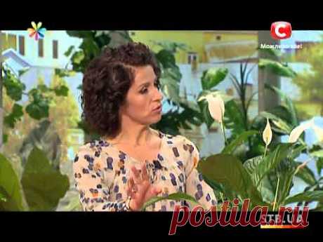 Как ухаживать за спатифиллумом .