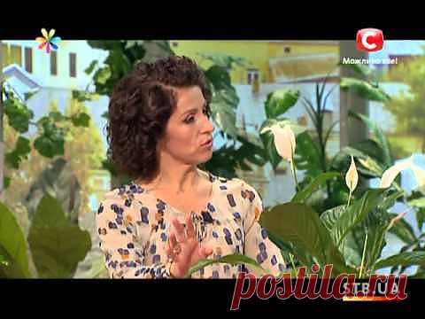 Как ухаживать за спатифиллумом .