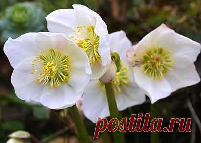 Цветы морозник.