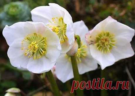 Цветы морозник.