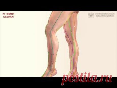 МЕРИДИАНЫ ТЕЛА ЧЕЛОВЕКА.