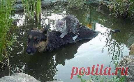 Одноклассники