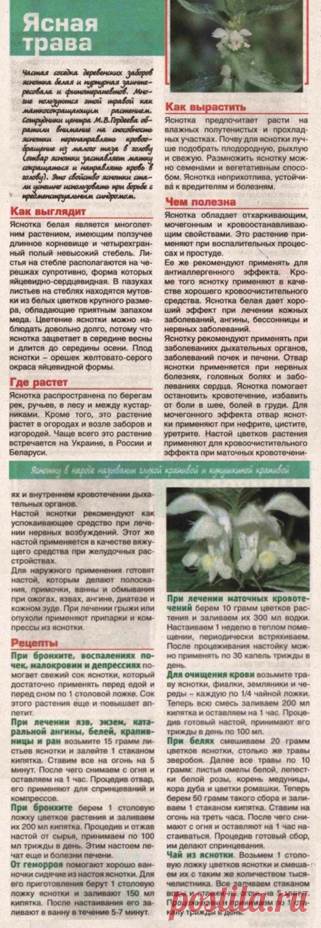 Яснотка белая