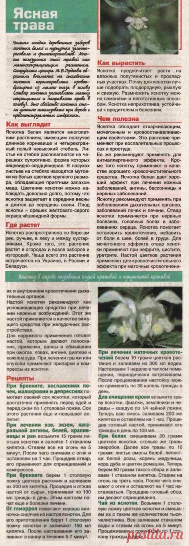 Яснотка белая
