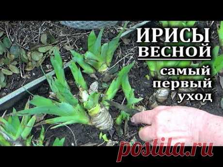 Что я делаю с ирисами в первую очередь с началом весны