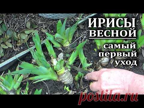 Что я делаю с ирисами в первую очередь с началом весны