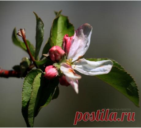 Весна шепнёт тебе:
«Живи».
И ты от шёпота качнёшься.
И выпрямишься.
И начнёшься.
Всё начинается
с любви!
Роберт Рождественский