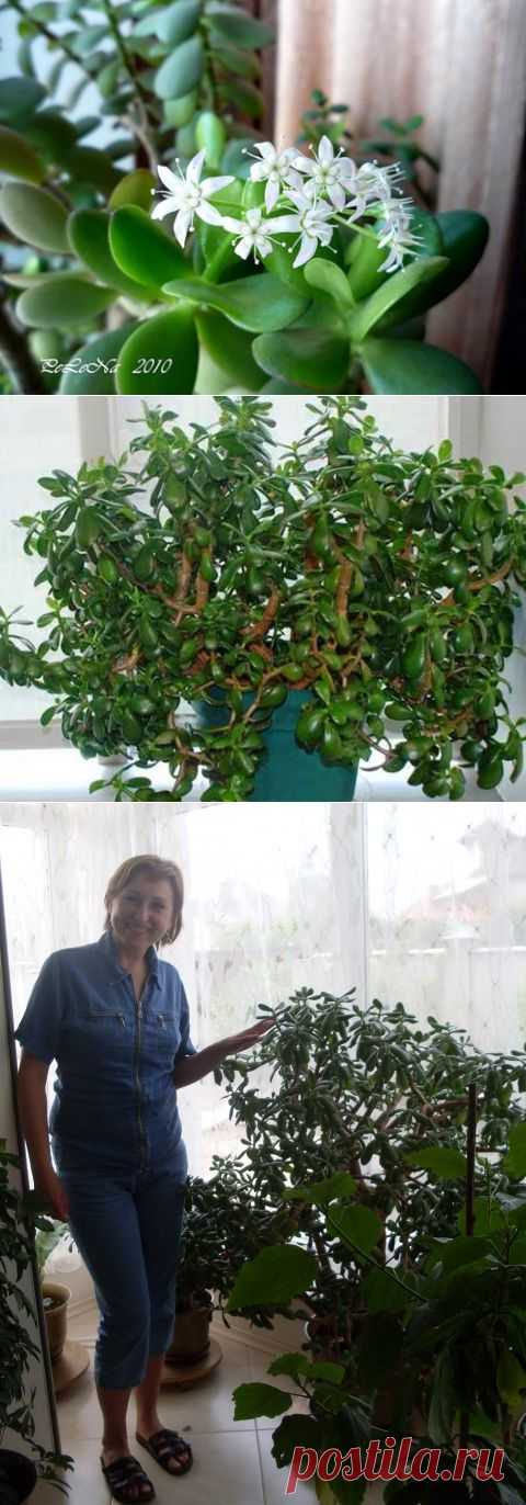 А вы знаете, как правильно ухаживать за денежным деревом?