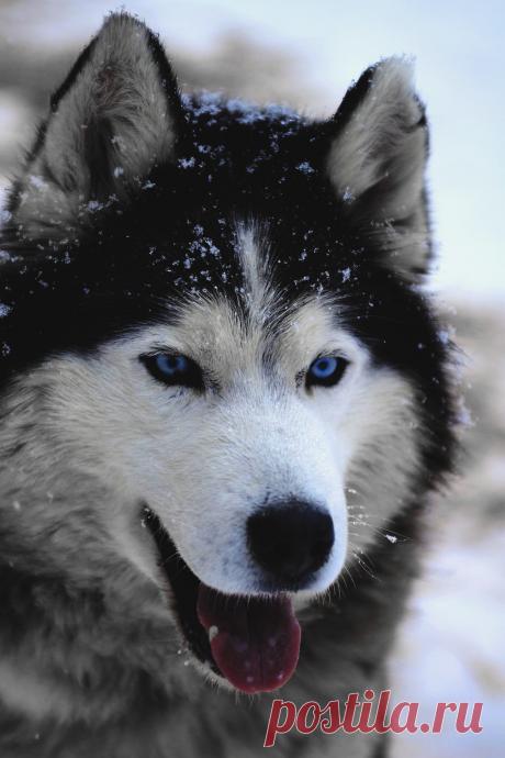 Животные - это шумиха