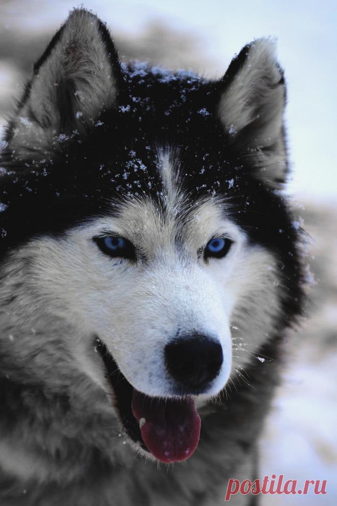 Животные - это шумиха