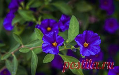Фотография И еще про лето... из раздела природа №5675541 - фото.сайт - Photosight.ru