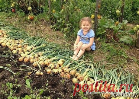 От семечка до луковицы весом в полкило - за сезон: Группа Практикум садовода и огородника
