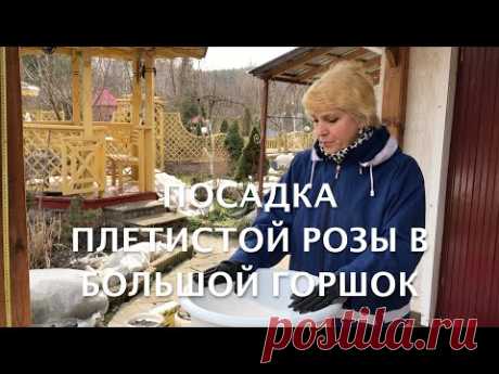 Rose//Посадка плетистой розы в большой горшок//Мой опыт, правила, советы