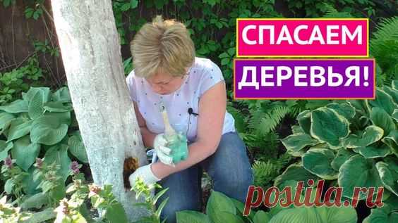 КАК ЛЕЧИТЬ МОРОЗОБОИНЫ/ТРЕЩИНЫ/ВЫПРЕВАНИЯ КОРНЕВОЙ ШЕЙКИ И ДУПЛА!