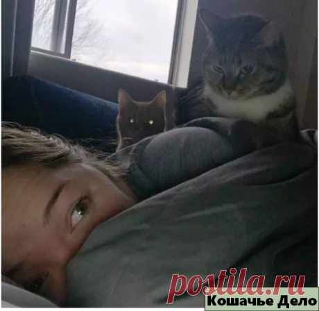 10 уморительных фотографий котиков, которые ведут себя наглым образом. | Кошачье Дело | Яндекс Дзен