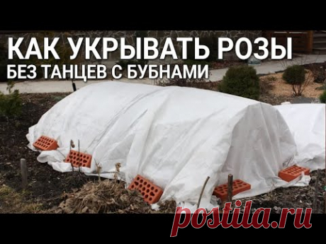 Как укрывать розы без танцев с бубнами