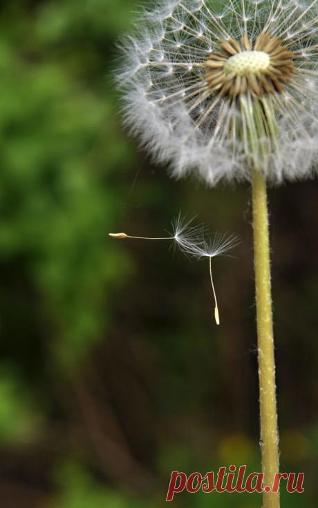 Воздушные гимнасты