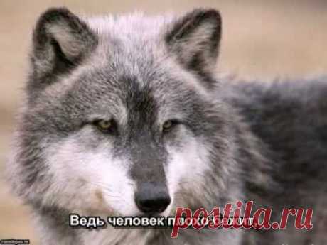 Волчонок - А.Маршал