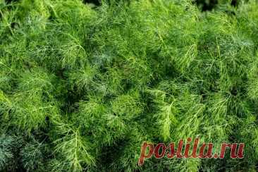 Мой метод выращивания сочного укропа без зонтика 