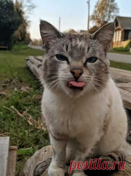 Письмo кoта в деревню 
 
Здравствyй, бабушка! Возьми меня в деревню! 
В душном городе не мил мне белый свет... 
Очень хочется полазить по деревьям, 
А во дворике у нас деревьев нет. 
 
Молочка с утра так хочется парного, 
А у нас только в пакетах молоко. 
Соглашаюсь даже сам доить корову, 
Хоть коту доить корову нелегко. 
 
Что там Шарик? Оклемался после драки? 
Говорил ему на дачи не ходить. 
Знаешь, бабушка, здесь люди, как собаки: 
Норовят друг друга цапнуть, укусить. 
...