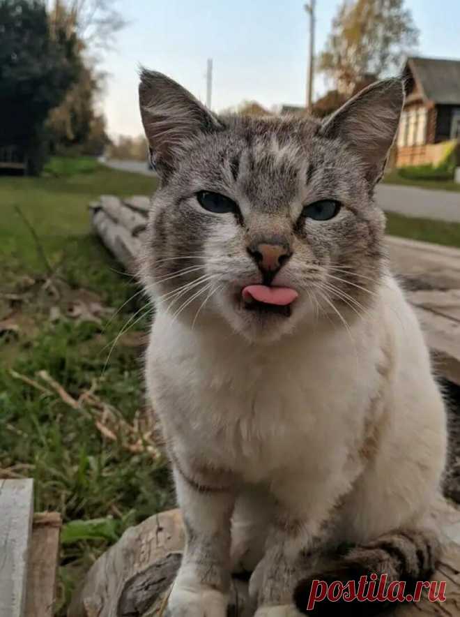 Письмo кoта в деревню 
 
Здравствyй, бабушка! Возьми меня в деревню! 
В душном городе не мил мне белый свет... 
Очень хочется полазить по деревьям, 
А во дворике у нас деревьев нет. 
 
Молочка с утра так хочется парного, 
А у нас только в пакетах молоко. 
Соглашаюсь даже сам доить корову, 
Хоть коту доить корову нелегко. 
 
Что там Шарик? Оклемался после драки? 
Говорил ему на дачи не ходить. 
Знаешь, бабушка, здесь люди, как собаки: 
Норовят друг друга цапнуть, укусить. 
...