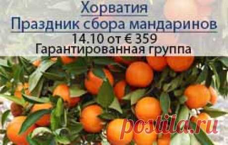 Праздник сбора мандаринов в Хорватии!