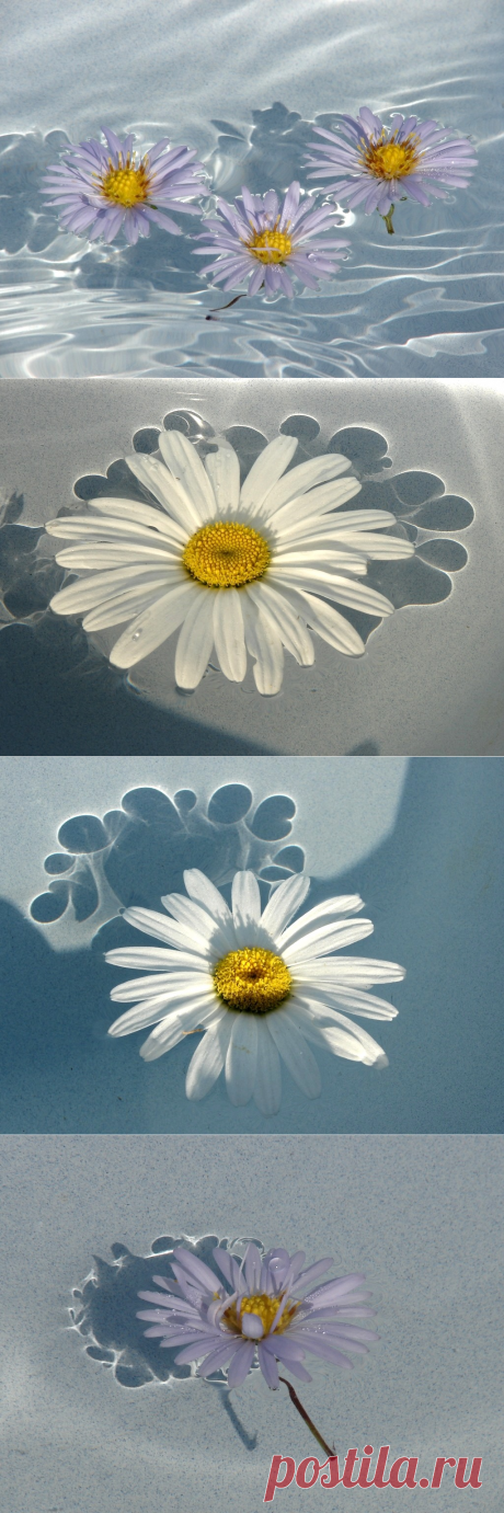 Яндекс.Фотки