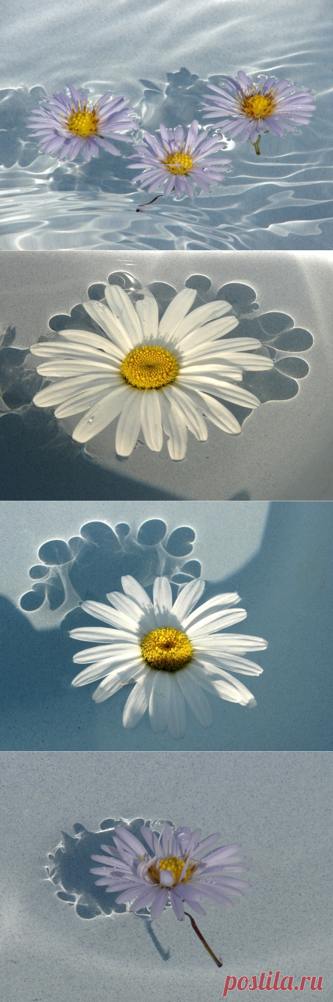 Яндекс.Фотки