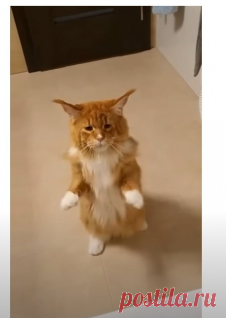 Подборка смешных видео котов, котят и собак! 😻