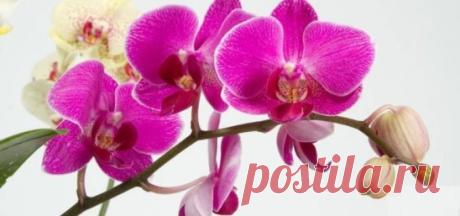 (39) Одноклассники