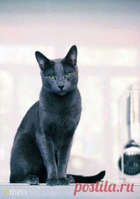 Самые дорогие коты - Vidzo