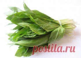 Черемша: полезные свойства, вред, калорийность, польза