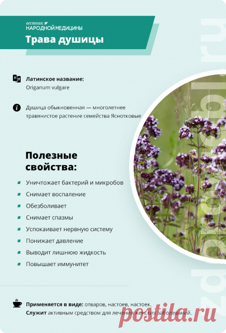 Трава душицы